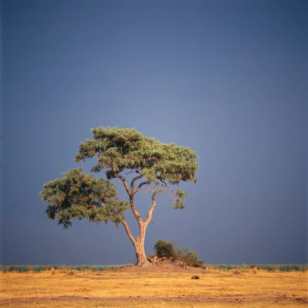 Savannah. — Foto de Stock