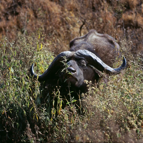 Buffalo — Stock Photo, Image