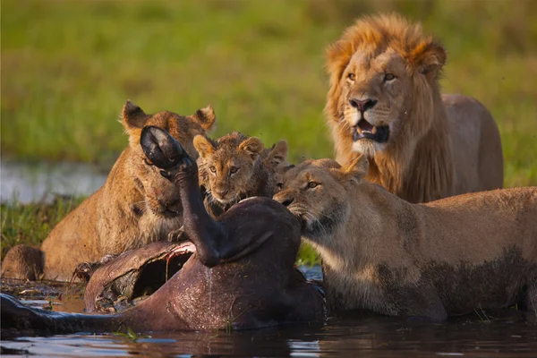 Aslan — Stok fotoğraf