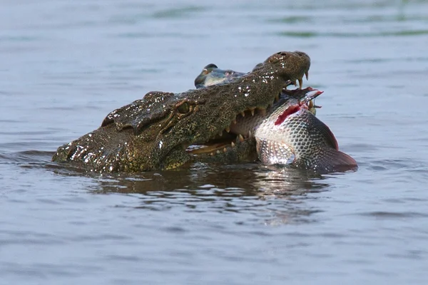 Krokodil — Stockfoto