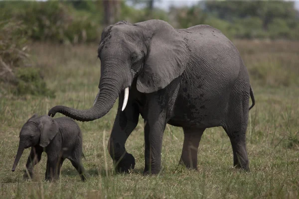 Elefant — Stockfoto