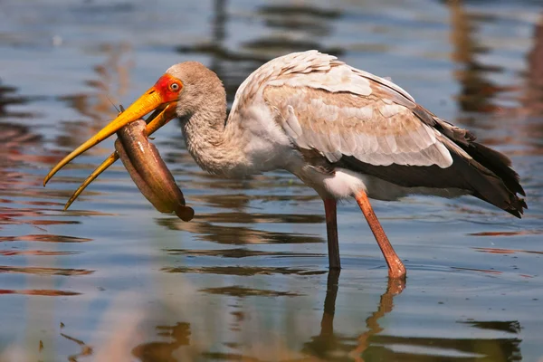 Ooievaar — Stockfoto