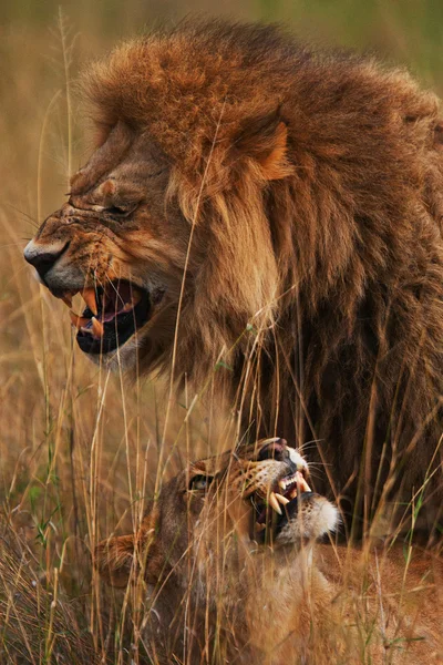 Leones — Foto de Stock