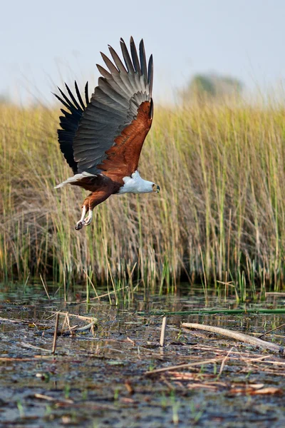 Aquila — Foto Stock