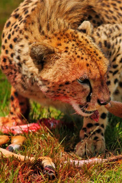 Cheetah — Stock Photo, Image