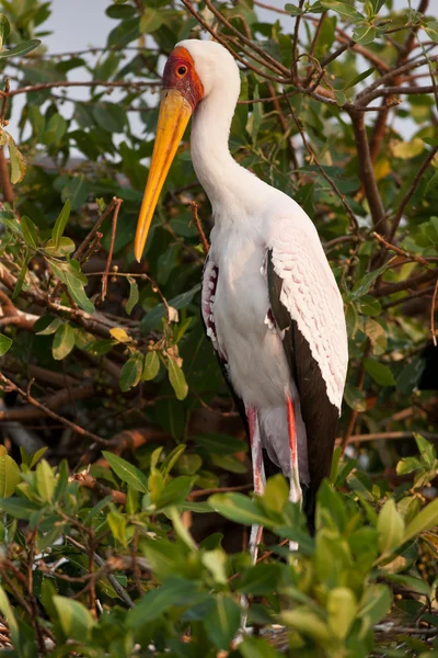 Storch — Stockfoto