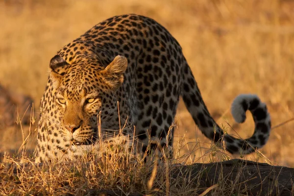 Leopardo — Fotografia de Stock