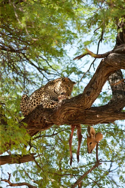 Leopardo — Fotografia de Stock