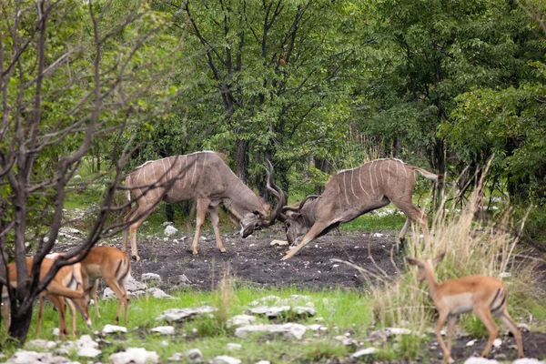 Kudu — Stock fotografie