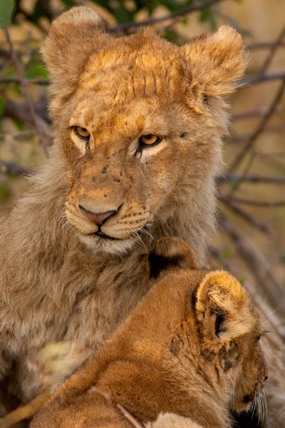 Lion — Stock Photo, Image