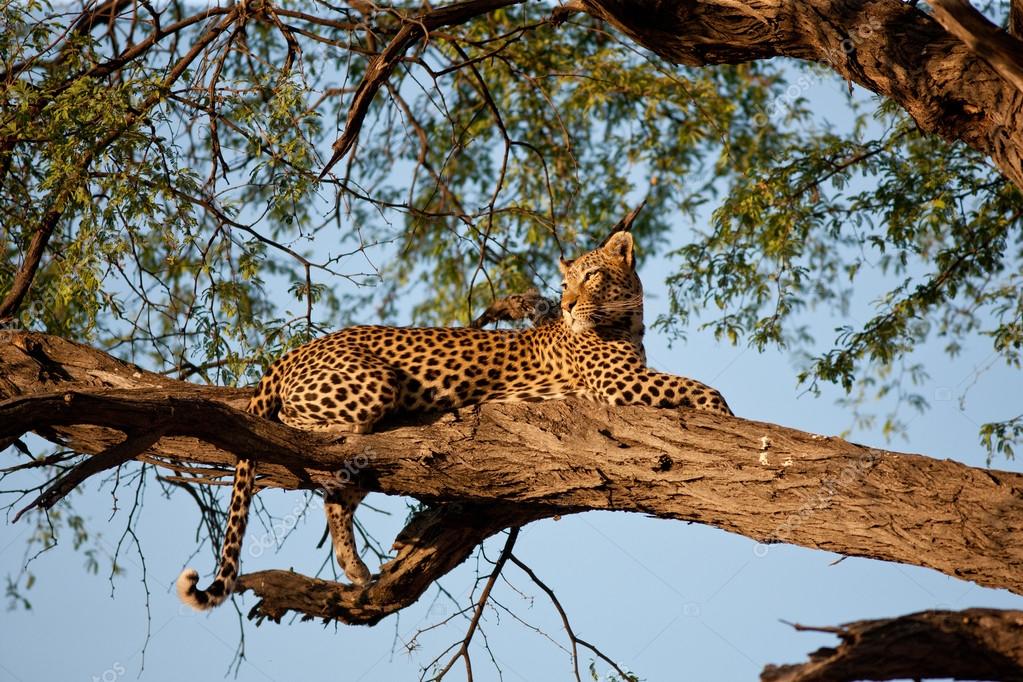 Leopard Stock Photo by ©Gi0572 82358098