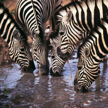 Zebra