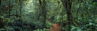 Picturesque african jungle