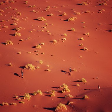 Herd of oryx in desert