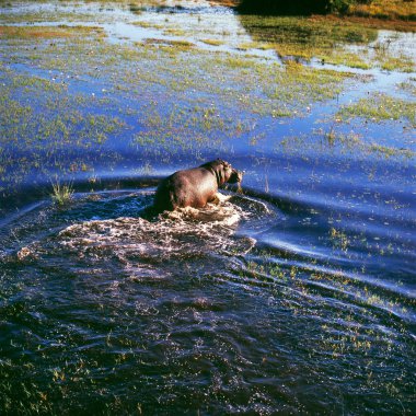 Hippo in the water hole