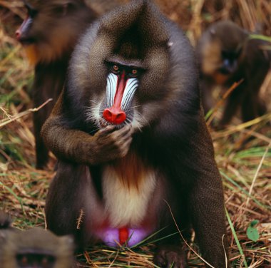 mandrill close-up portrait