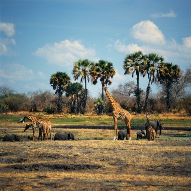 Group of giraffes in Tanzania