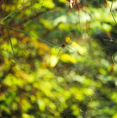 Spider on web on green