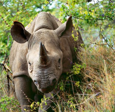 Beyaz rhino portre