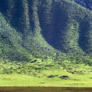 ngoro-ngoro Milli Parkı, Tanzanya.