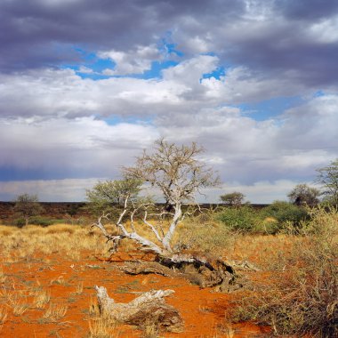 Namibya savannah manzara