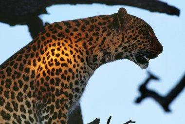 Vahşi leopar yakın çekim