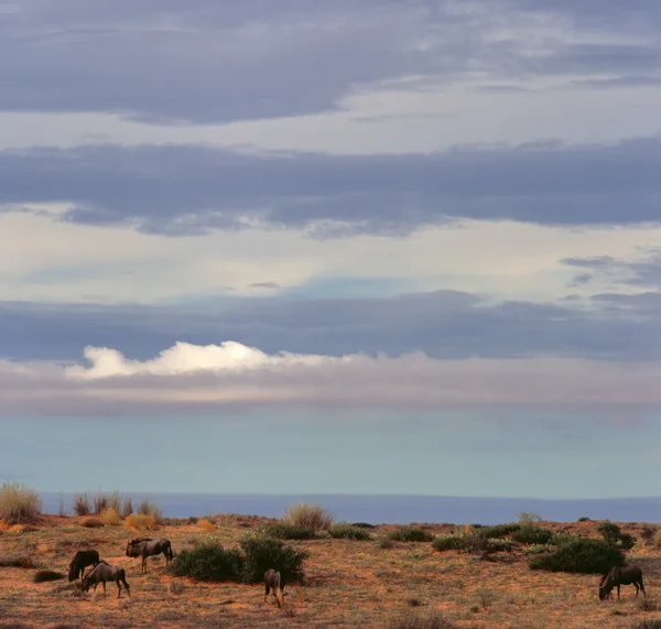 Antelope — Stock Photo, Image