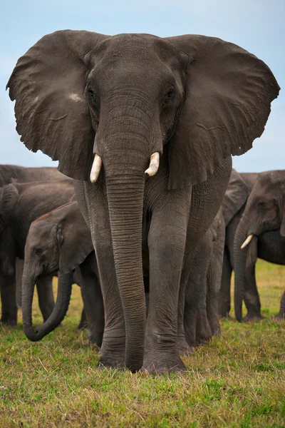 Elephant — Stock Photo, Image