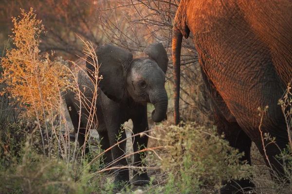 Elefant — Fotografie, imagine de stoc