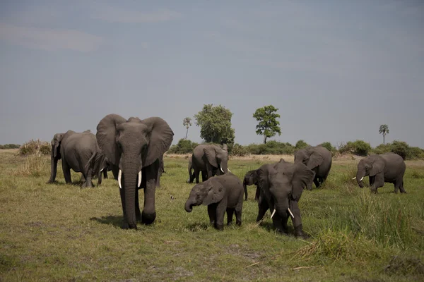 Elefante — Fotografia de Stock