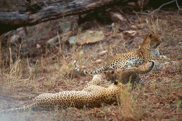 Leopar — Stok fotoğraf