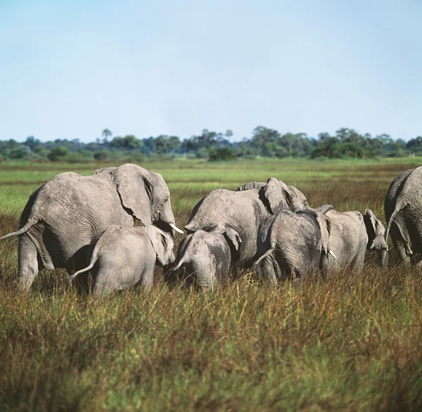 Elefante — Fotografia de Stock