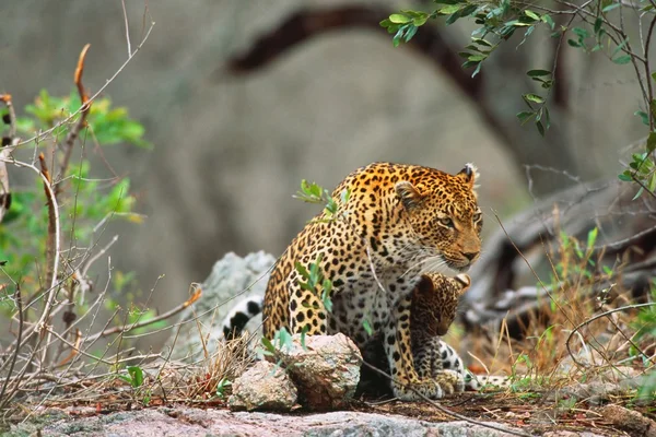 Leopard — Stockfoto