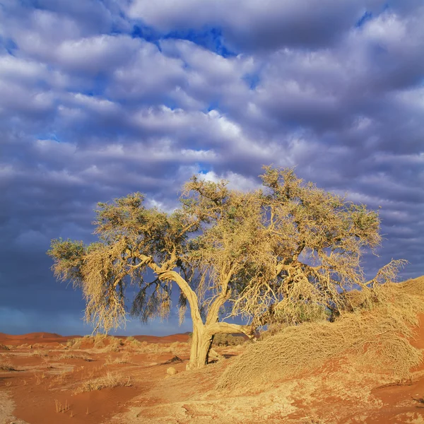 Savannah — Stok fotoğraf