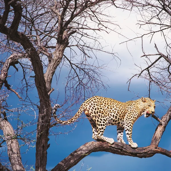 Leopardo — Foto Stock