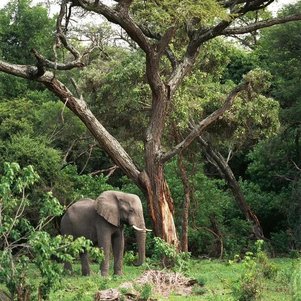 코끼리 — 스톡 사진