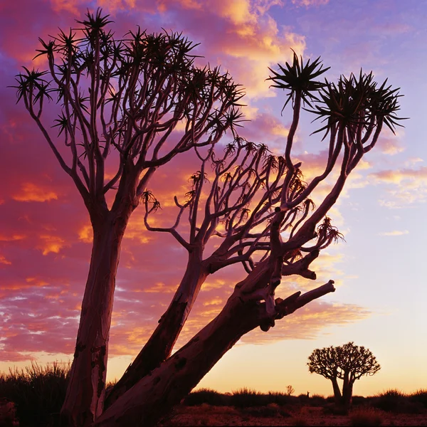 Pôr do sol — Fotografia de Stock