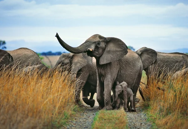 Elefante — Fotografia de Stock