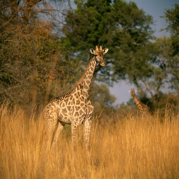 Girafa — Fotografia de Stock