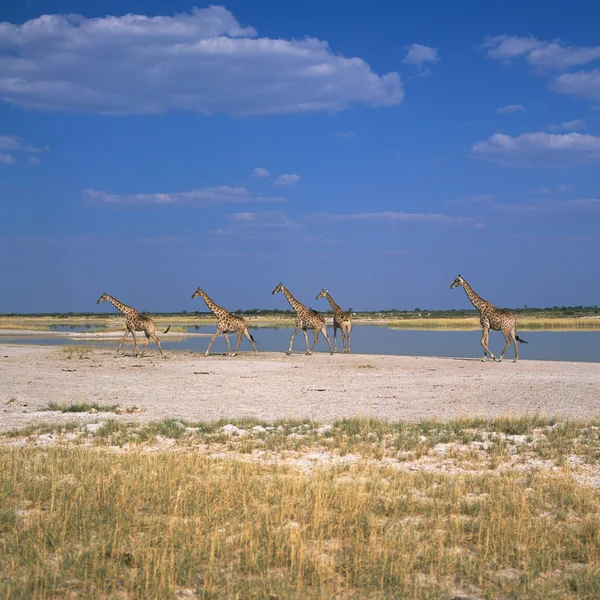 Zürafa — Stok fotoğraf