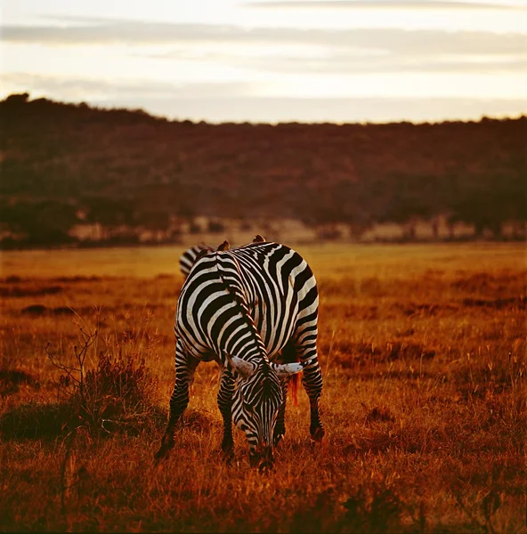 Zebra — Zdjęcie stockowe