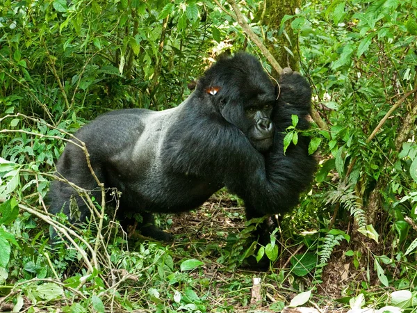 Gorila — Stock fotografie