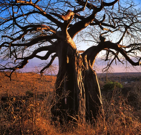 Baobab — Stockfoto