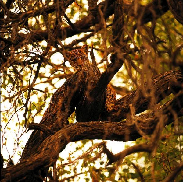 Baby leopard on dry tree — 图库照片