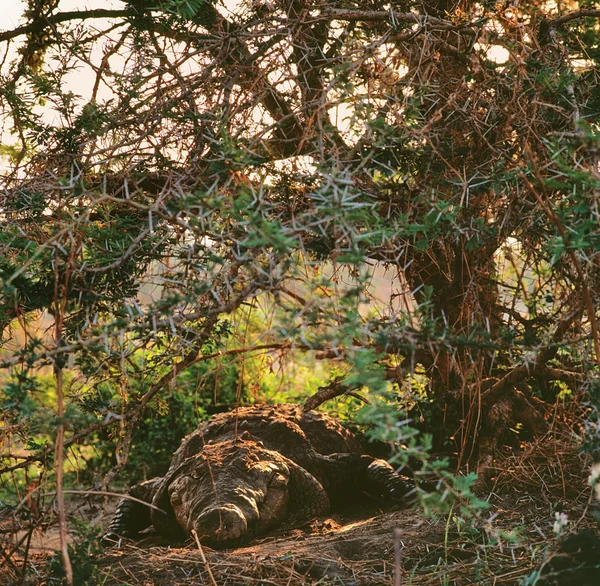 Big crocodile in shadow — Stok fotoğraf