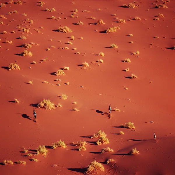 Herd of oryx in desert — Zdjęcie stockowe
