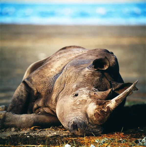 Rhino liggen in zand — Stockfoto