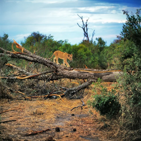 Νεαρό λιοντάρι πάνω σε δέντρο — Φωτογραφία Αρχείου
