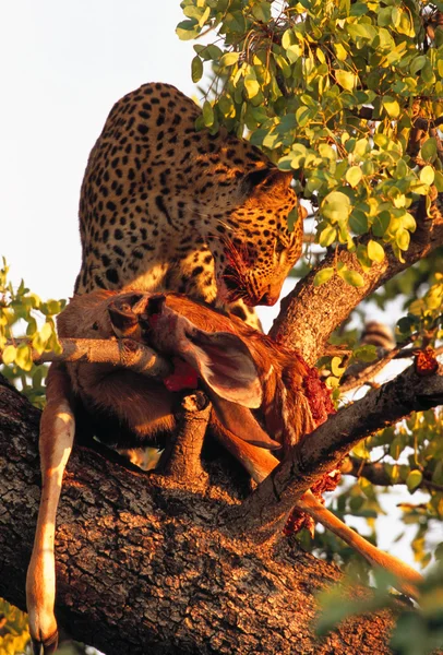 Leopard eating antelope — Stok fotoğraf
