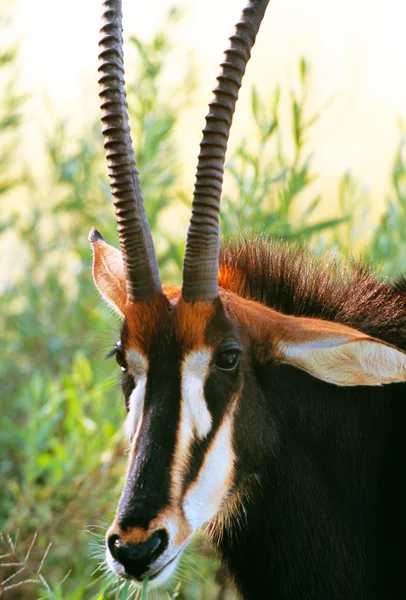 Um Thomsons gazelle masculino — Fotografia de Stock